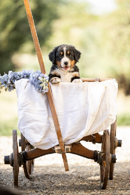 Les chiots de Bouvier Bernois