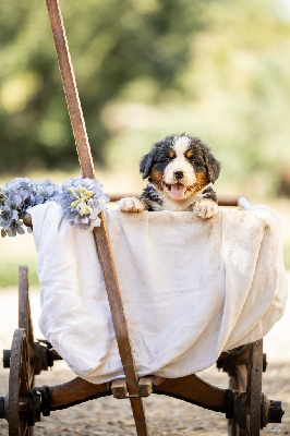 Les chiots de Bouvier Bernois
