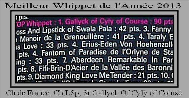 of Cyly of Course - Ch de Fr, Ch LSP, SR Gallyck of Cyly of Course Top Whippet 