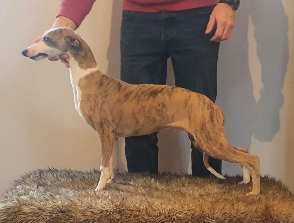 of Cyly of Course - Chiot disponible  - Whippet