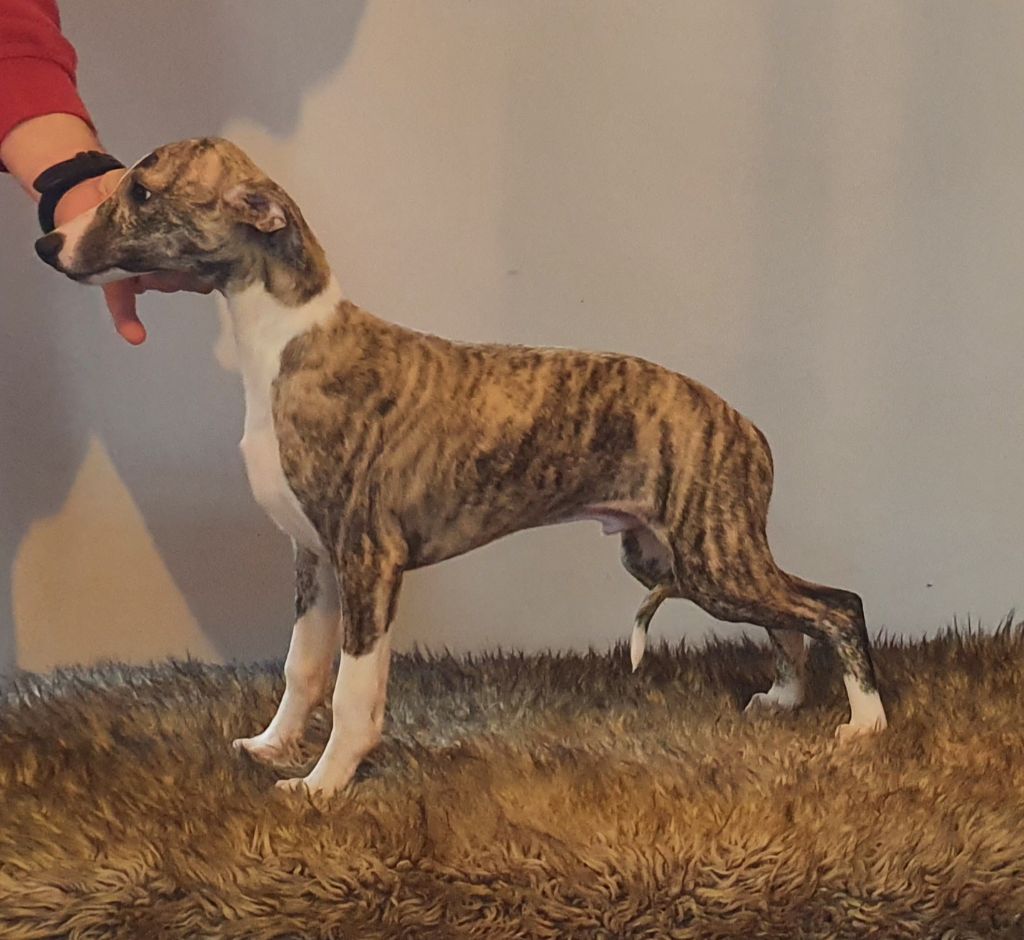of Cyly of Course - Chiot disponible  - Whippet