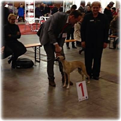 CH. ch . gynger (copropriété) of Cyly of Course - 1ere Excellente CJ et BOBJ !