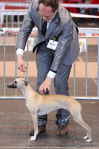 CH. ch . gynger (copropriété) of Cyly of Course - ouverte : 3ème Excellent !