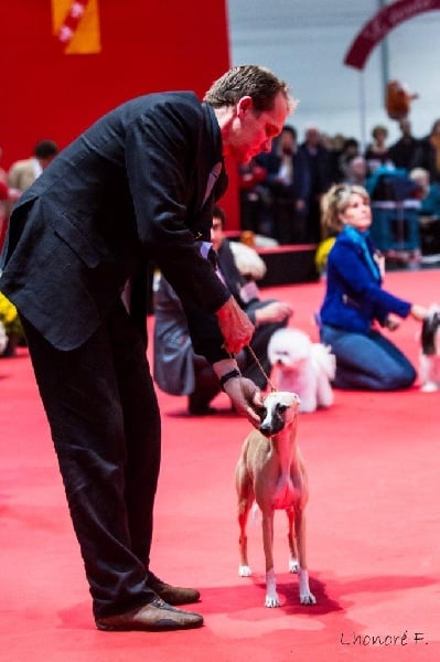 CH. ch . gynger (copropriété) of Cyly of Course - 1ere Exc Jeune, BOBJ et BOGJ