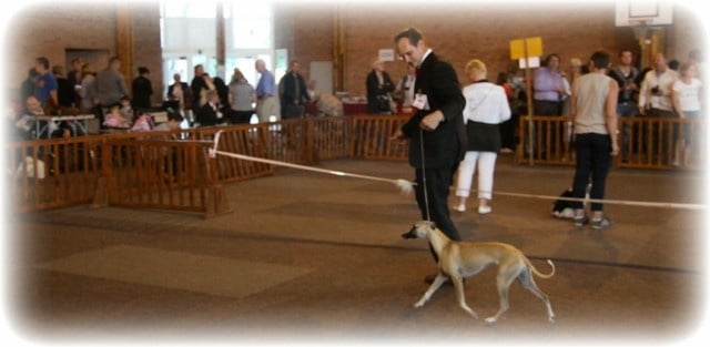 CH. ch . gynger (copropriété) of Cyly of Course - 2ème Excellente classe Jeune