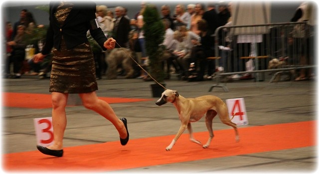 CH. ch . gynger (copropriété) of Cyly of Course - 1ère Excellent Intermédiaire : CACs !