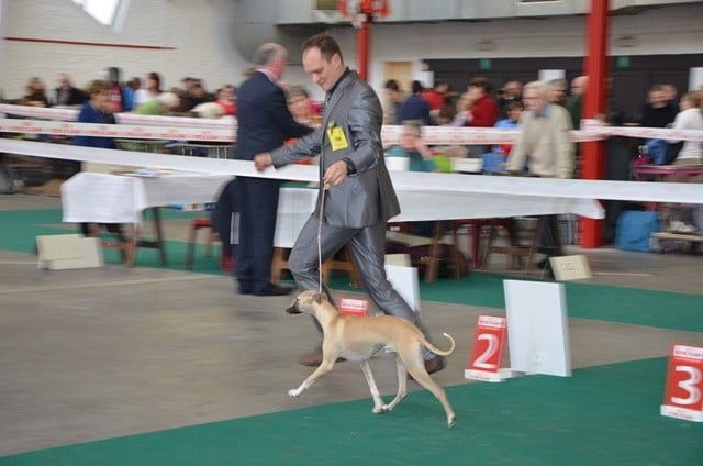 CH. ch . gynger (copropriété) of Cyly of Course - 1ere Excellente, BOS Jeune