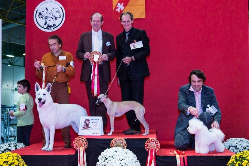 CH. ch . gynger (copropriété) of Cyly of Course - 1ere Exc Jeune, BOBJ, BOGJ et BISJ !!