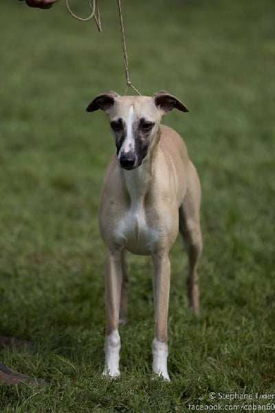 CH. ch . gynger (copropriété) of Cyly of Course - 1ere Excellente CACs, BOB et BOG3