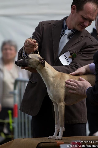 CH. ch . gynger (copropriété) of Cyly of Course - la belle a à nouveau eu mal à sa patte ... elle a eu un TB