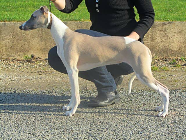 CH. ch . gynger (copropriété) of Cyly of Course - Puppy : Très Prometteur