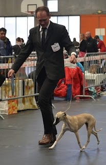 CH. ch . gynger (copropriété) of Cyly of Course - Puppy : Très Prometteur