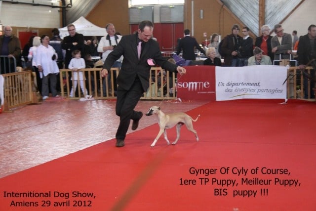 CH. ch . gynger (copropriété) of Cyly of Course - 1ere TP Puppy, Meilleur Puppy et BIS !!!