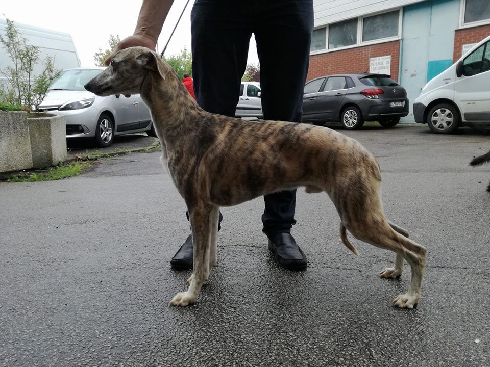 Norway norton city of Cyly of Course - 1ere Exc Jeune !