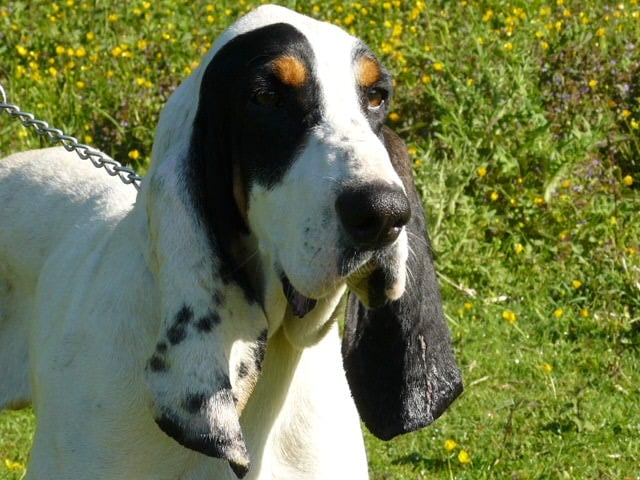 CH. Ermes du Rallye de Beauport