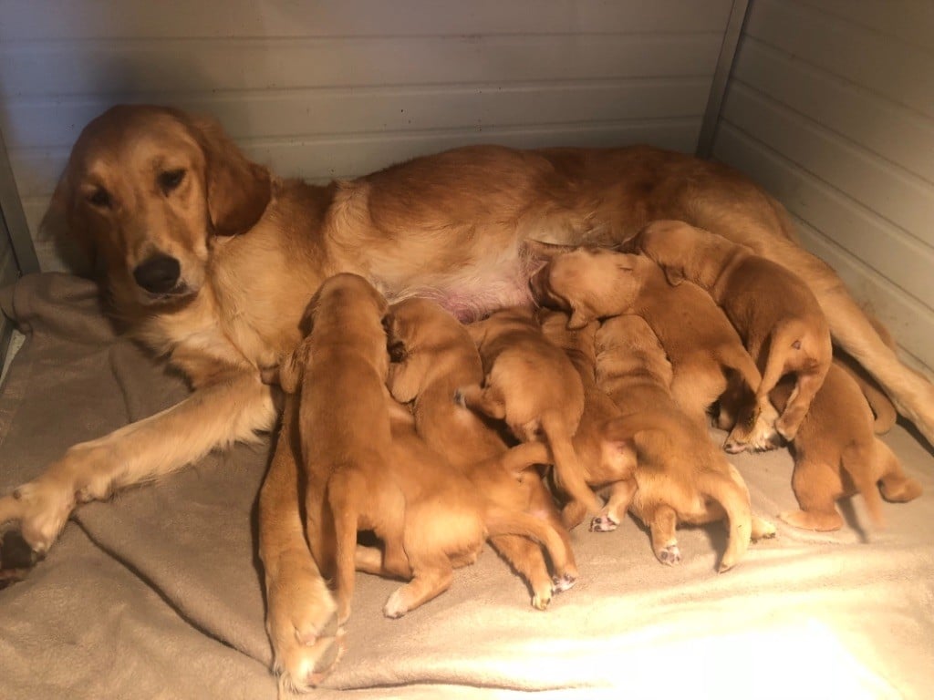 Masters of Water - Golden Retriever - Portée née le 28/09/2018