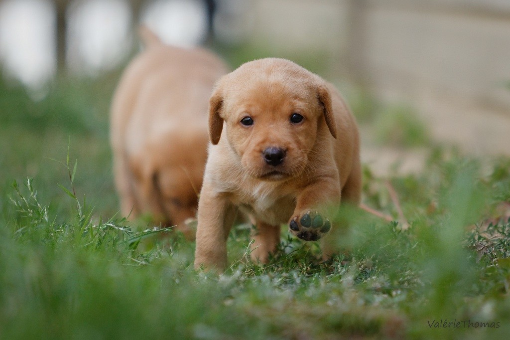 Masters of Water - Labrador Retriever - Portée née le 09/08/2018