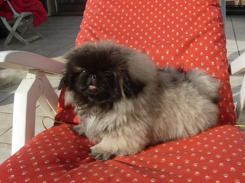 Publication : de l'antre du dragon