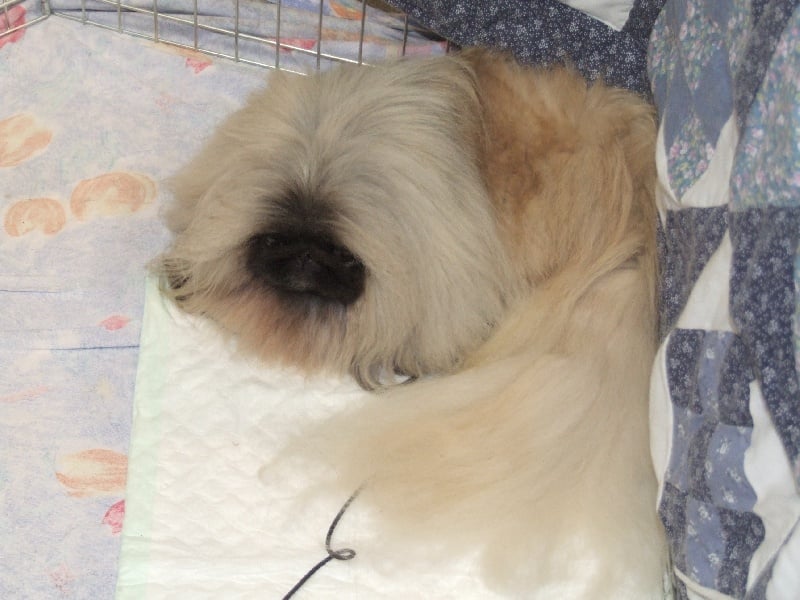 Publication : de l'antre du dragon