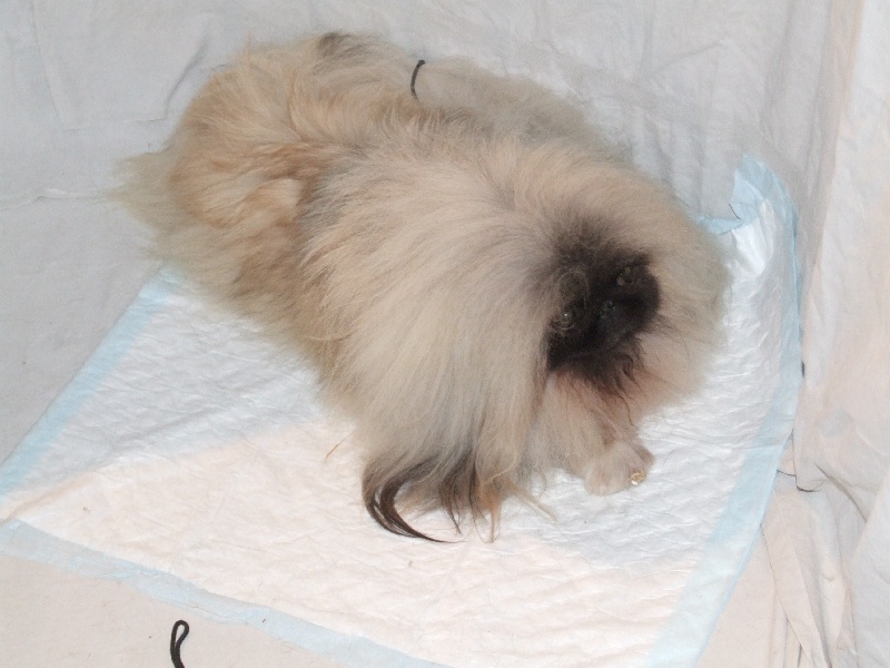 Publication : de l'antre du dragon