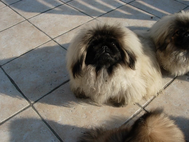 Publication : de l'antre du dragon