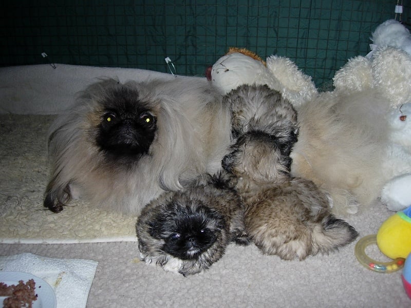 Publication : de l'antre du dragon