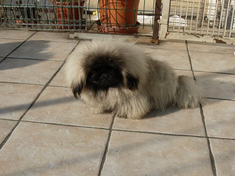 Publication : de l'antre du dragon