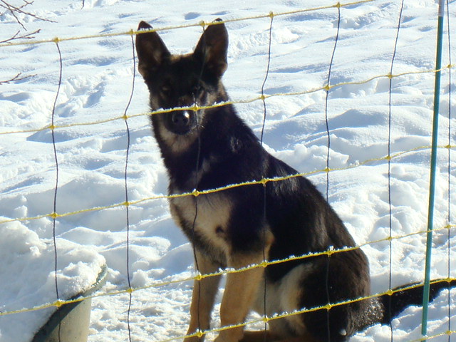 Publication : de la Forêt aux Elfes