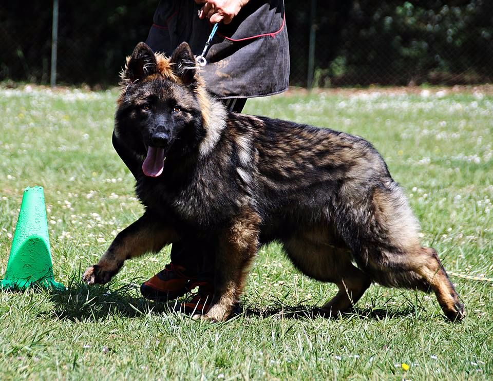 Chiot berger allemand de travail chiots