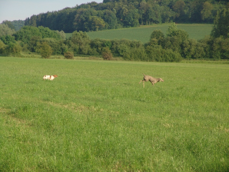 Publication : des plaines de Montansou Auteur : Christelle BATAILLE