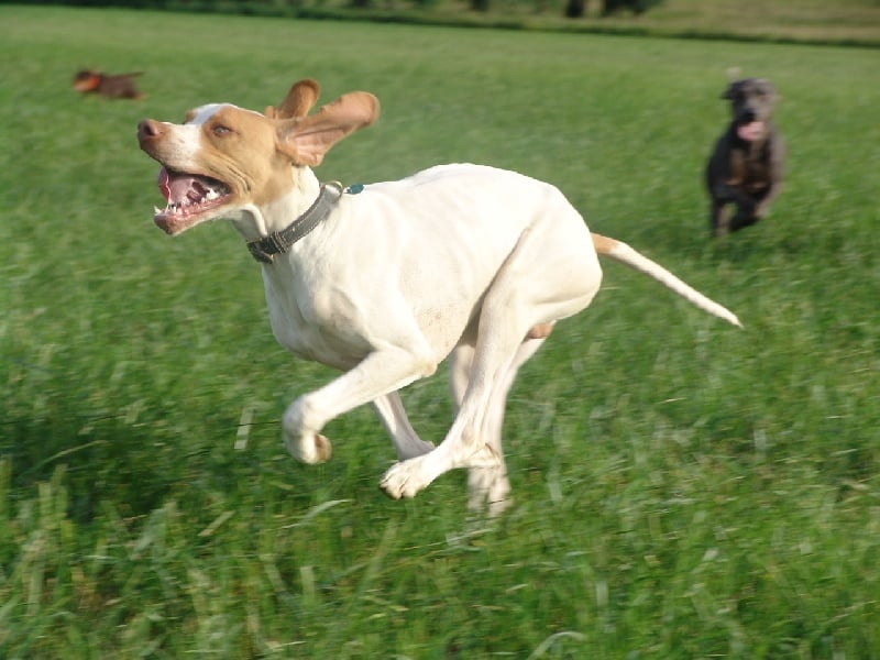 Publication : des plaines de Montansou Auteur : Christelle BATAILLE