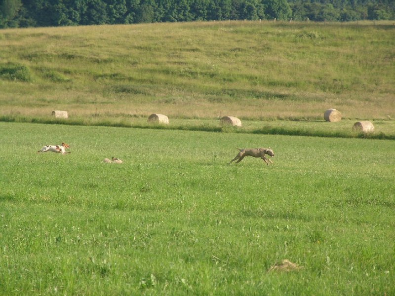 Publication : des plaines de Montansou Auteur : Christelle BATAILLE