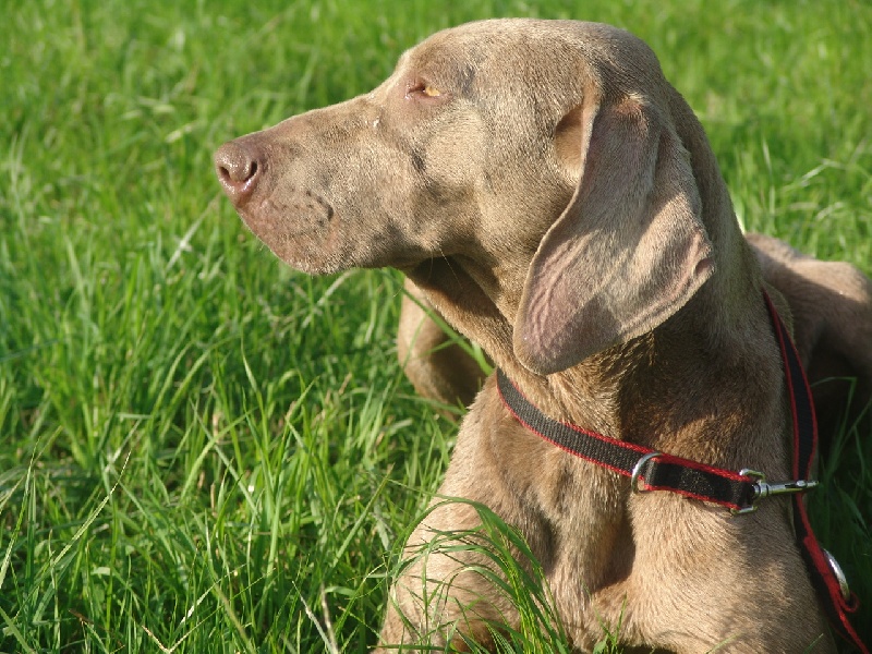 Publication : des plaines de Montansou Auteur : Lequime Eleonore