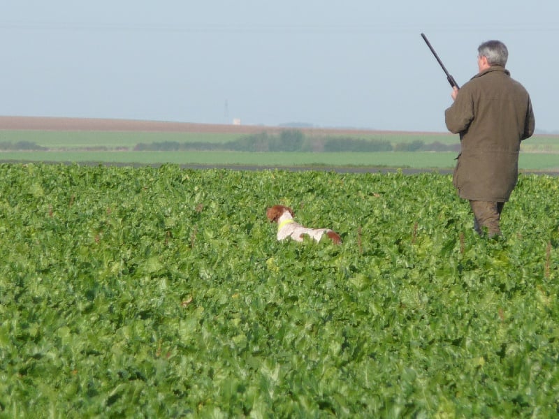 Publication : des plaines de Montansou Auteur : Christelle BATAILLE