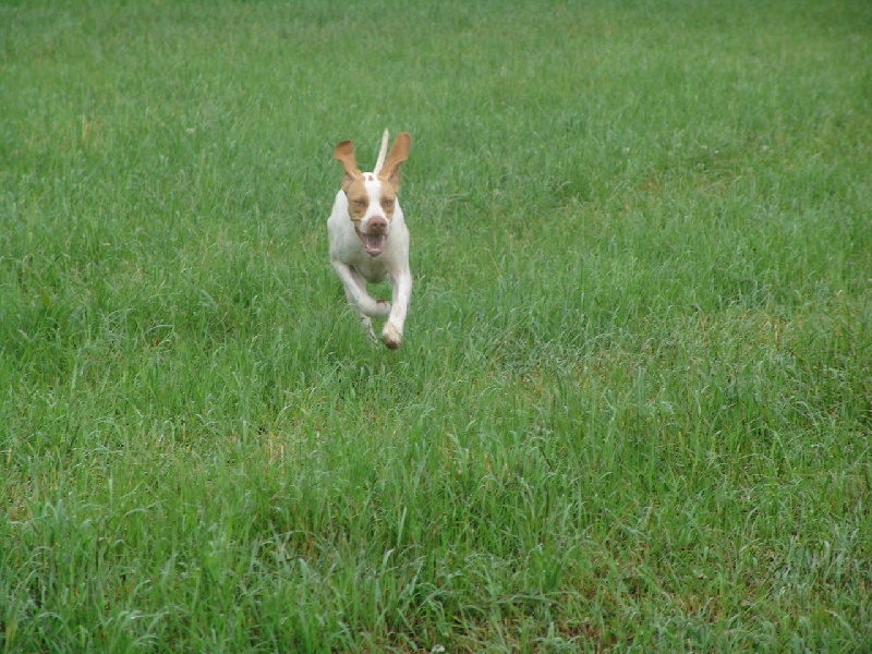 Publication : des plaines de Montansou Auteur : Christelle BATAILLE