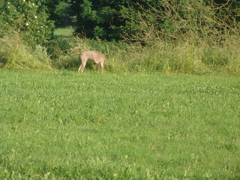 Publication : des plaines de Montansou Auteur : BATAILLE Christelle