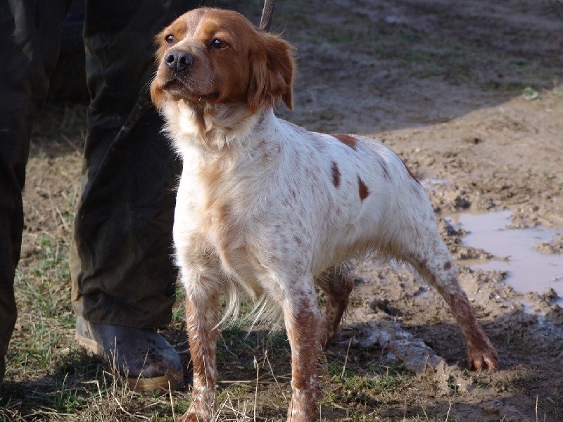 Publication : des plaines de Montansou Auteur : Christelle BATAILLE