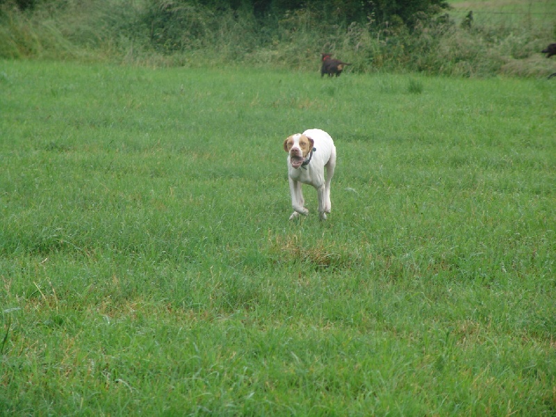 Publication : des plaines de Montansou Auteur : Christelle BATAILLE