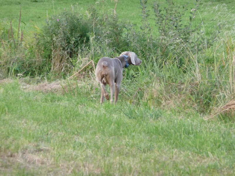 Publication : des plaines de Montansou Auteur : BATAILLE Christelle