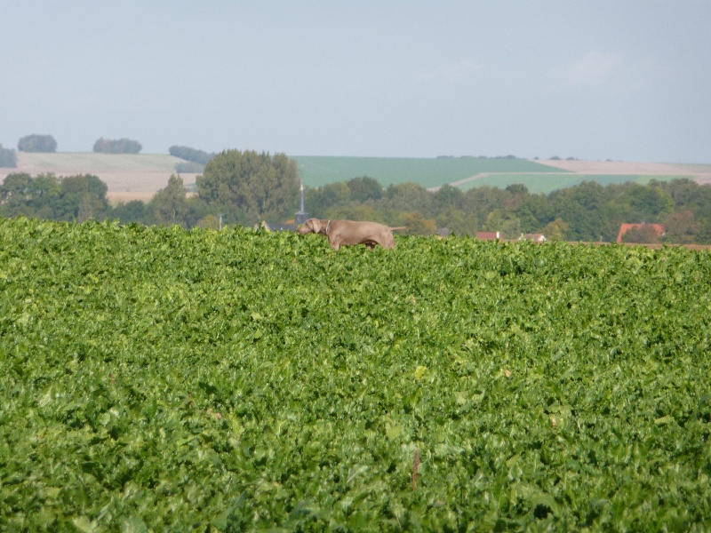Publication : des plaines de Montansou Auteur : Lequime Eleonore