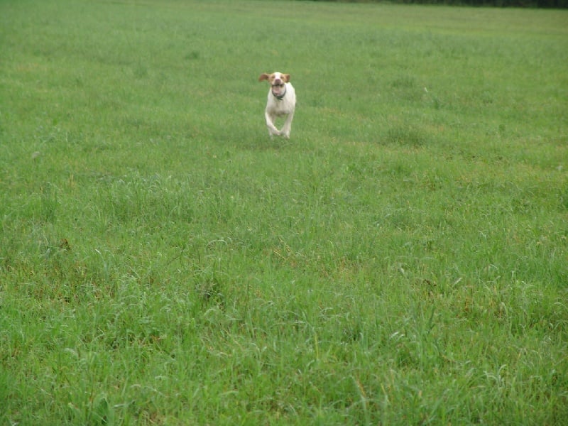 Publication : des plaines de Montansou Auteur : Christelle BATAILLE