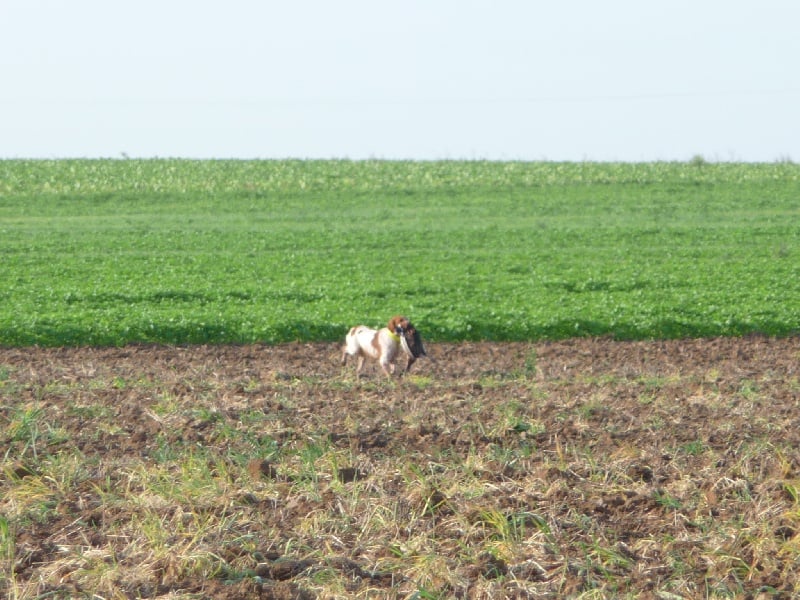 Publication : des plaines de Montansou Auteur : Christelle BATAILLE