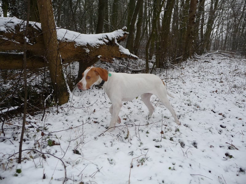 Publication : des plaines de Montansou Auteur : Christelle BATAILLE