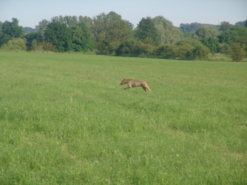 Publication : des plaines de Montansou Auteur : Lequime Eleonore