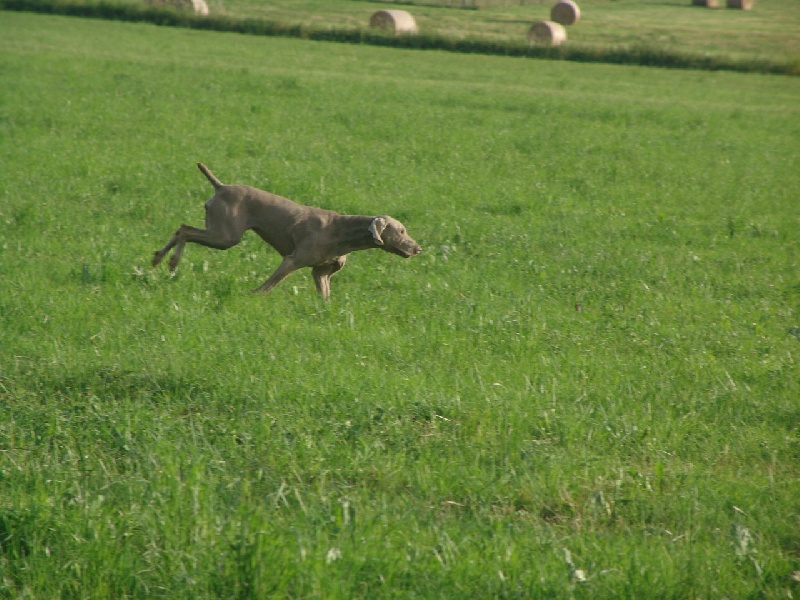 Publication : des plaines de Montansou Auteur : BATAILLE Christelle