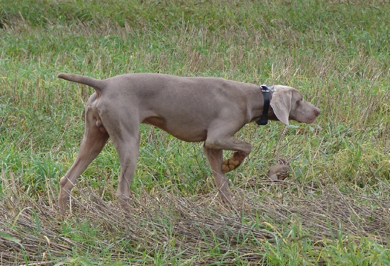 Publication : des plaines de Montansou Auteur : Lequime Eleonore