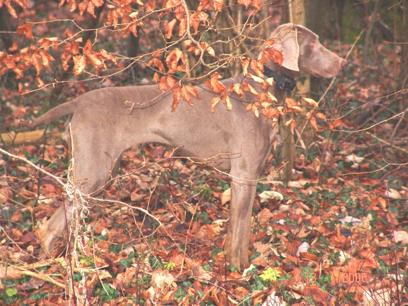 Publication : des plaines de Montansou Auteur : BATAILLE Christelle