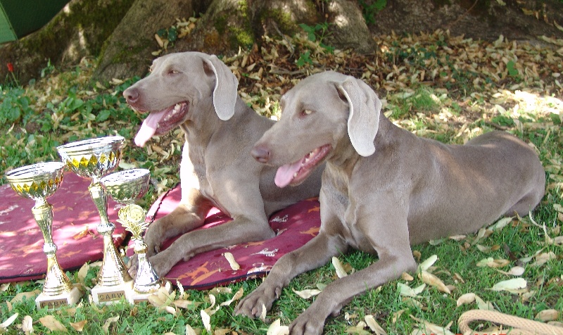 Publication : des plaines de Montansou Auteur : BATAILLE Christelle