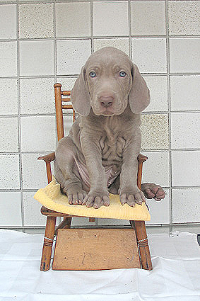 Publication : des plaines de Montansou Auteur : Lequime Eleonore