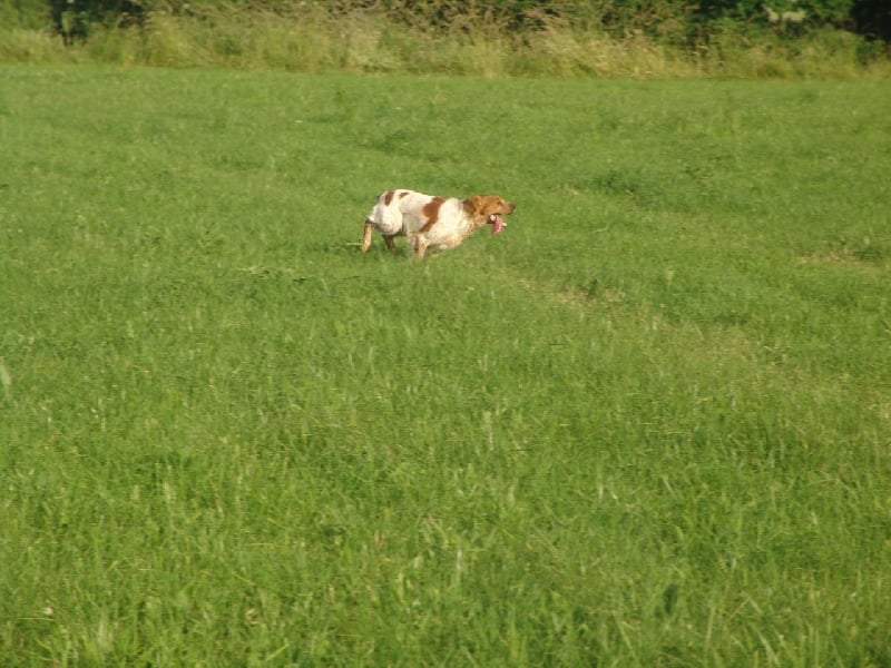 Publication : des plaines de Montansou Auteur : Christelle BATAILLE